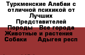 Туркменские Алабаи с отличной психикой от Лучших Представителей Породы - Все города Животные и растения » Собаки   . Адыгея респ.